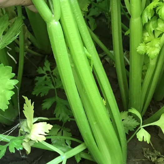 莘县#热销推荐#西芹、芹菜实力供货，天天发车，