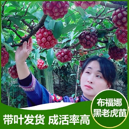 保靖县黑老虎苗布福娜苗长寿果苗人工选育露天养种植
