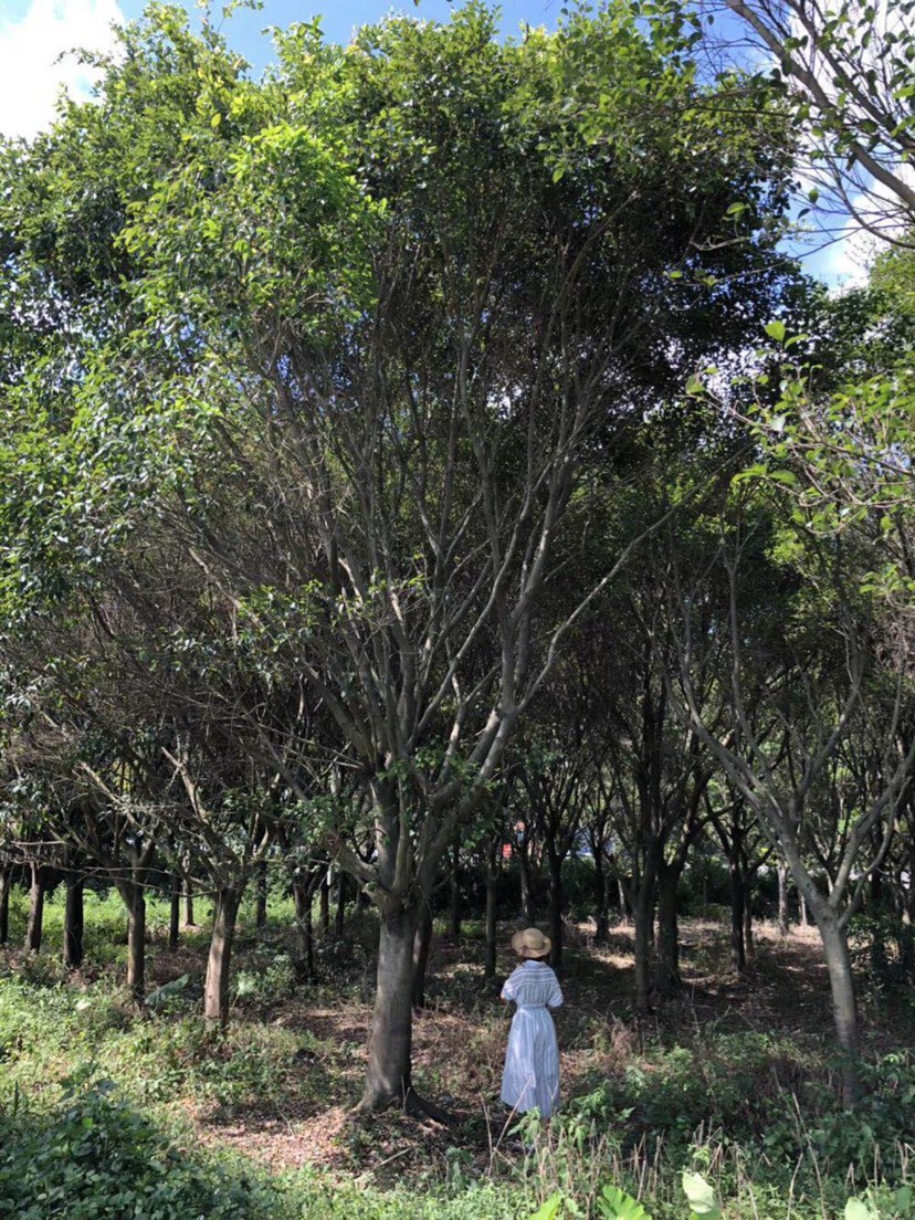 小叶红皮榕 耐寒耐旱生命力顽强 种植基地现货低价批发