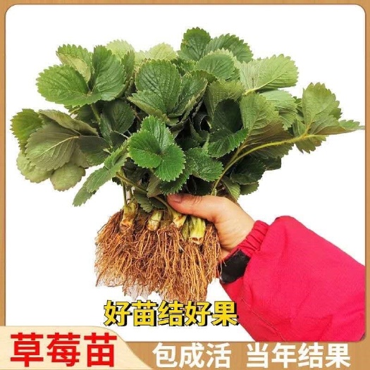 平邑县隋珠草莓苗  随珠草莓苗，品种纯正，产量高，基地直供，量大价优