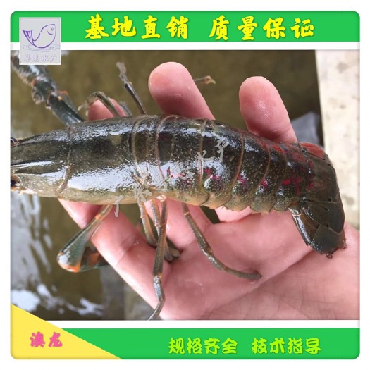 博罗县 鱼苗/澳洲龙虾苗