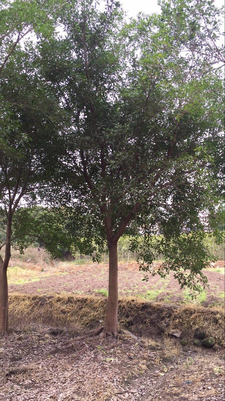 小叶红皮榕 耐寒耐旱生命力顽强 种植基地现货低价批发