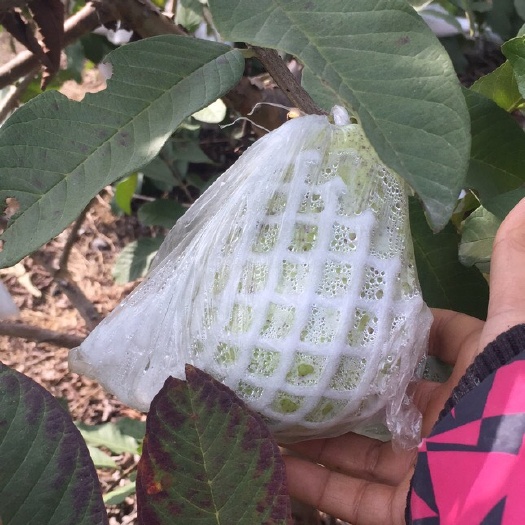 南宁红心芭乐 长期大量供应白心红心番石榴
