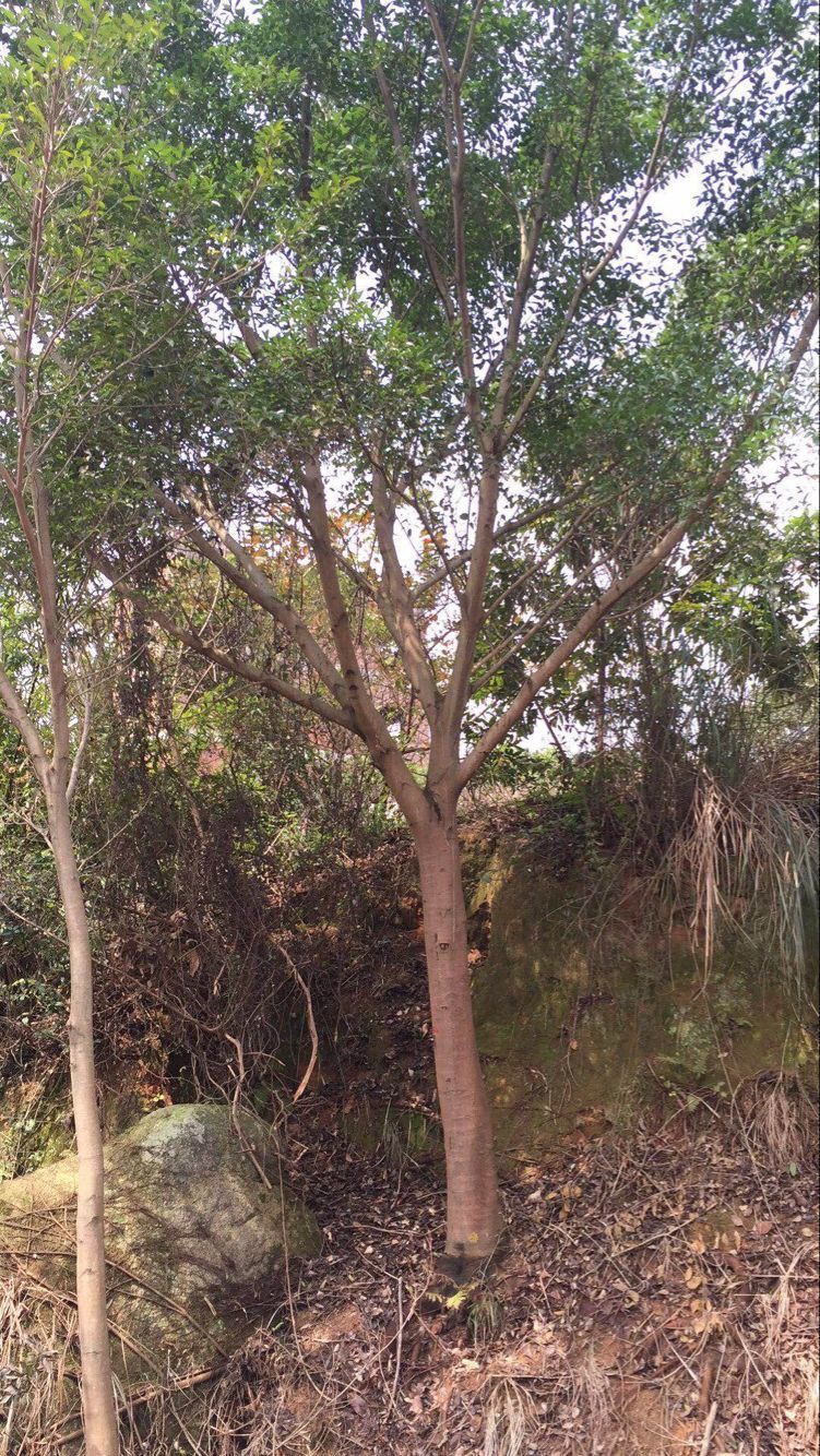 小叶红皮榕 耐寒耐旱生命力顽强 种植基地现货低价批发