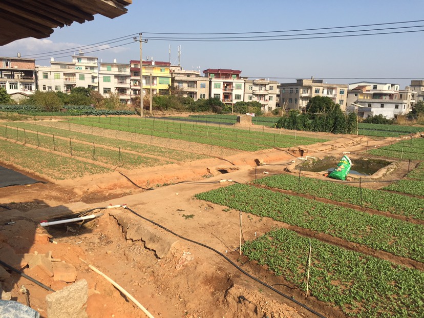 包菜苗  宝绿牌圆甘蓝苗（福建省内更优惠，全国大巴直达）