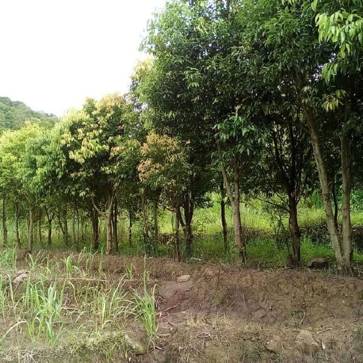 思茅天竺葵处理