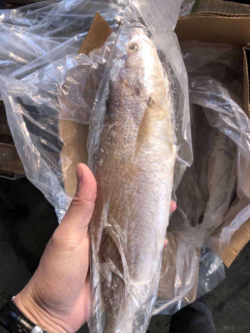  三牙鱼