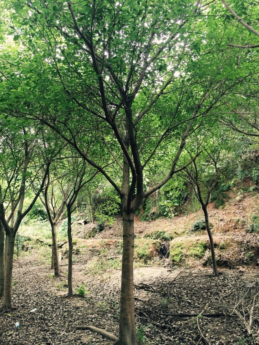 小叶红皮榕 耐寒耐旱生命力顽强 种植基地现货低价批发