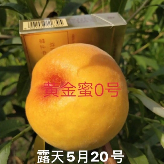 黄金蜜0号桃苗桃树新品种:黄金蜜0号品种保证，请放心购买