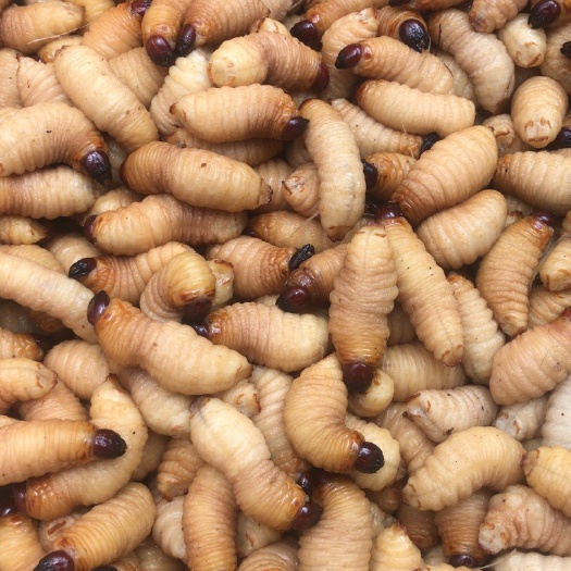 浦北县竹蛹 竹虫 皇竹虫 活虫 冻品都有销售