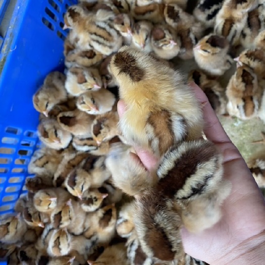 南宁凤翔鸡苗 母 