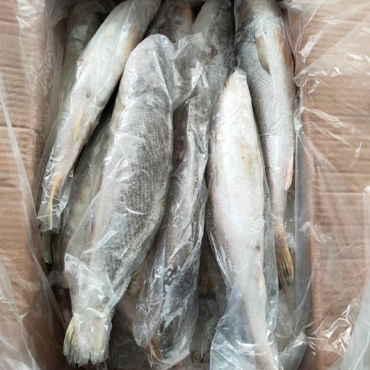 福州 三牙鱼