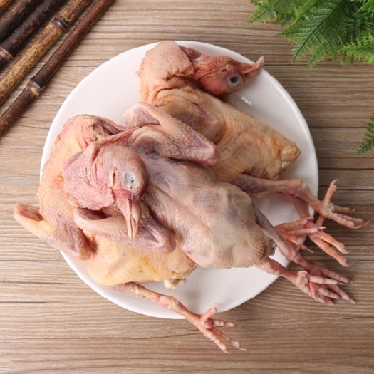 武城县乳鸽，肉鸽