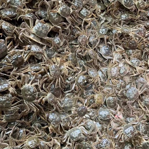 宣城大闸蟹苗 统货 