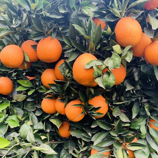奉节【一件代发】纽荷尔奉节脐橙 圆虹72-1 脐橙 全国包邮