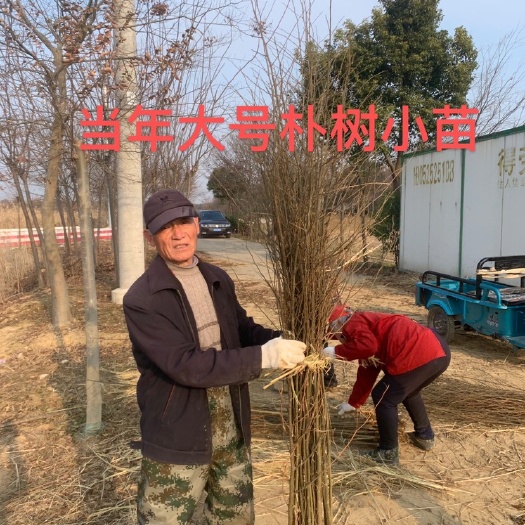 常州1米左右朴树小苗，小叶朴树小苗，