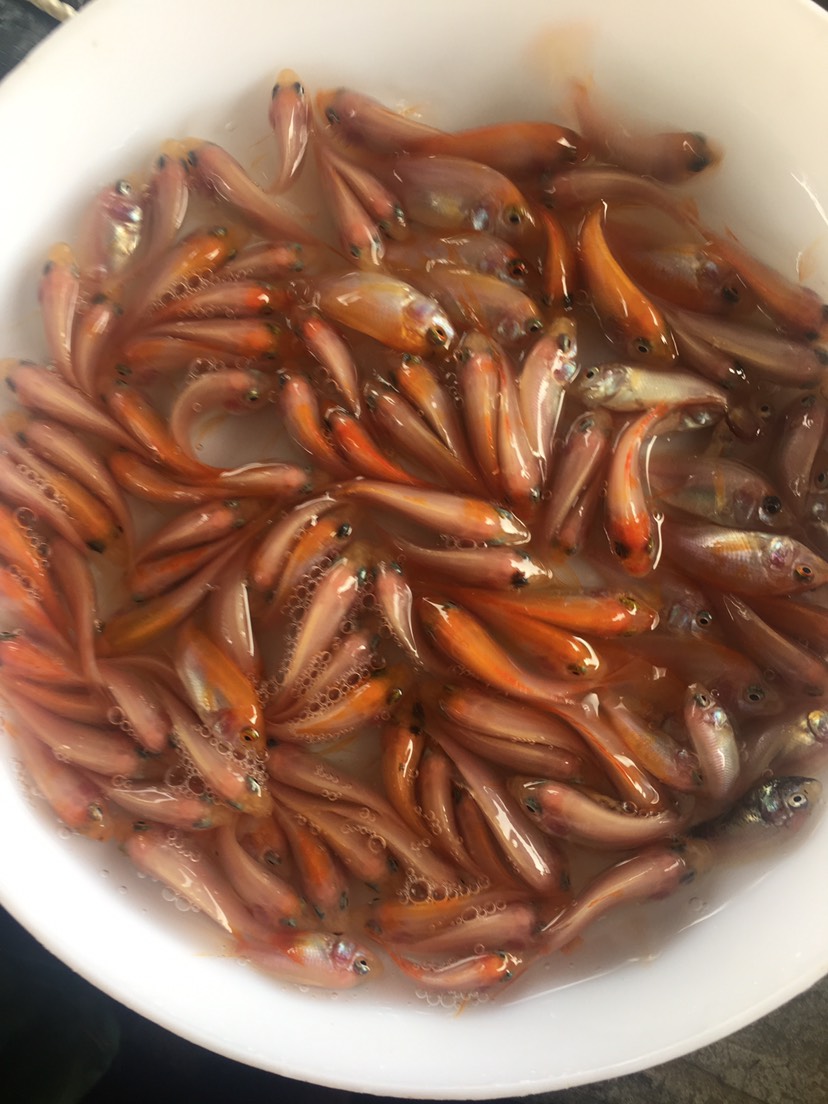 优质红罗非鱼苗 斑纹红鱼苗 彩虹稠鱼 颜色鲜艳 品相更好