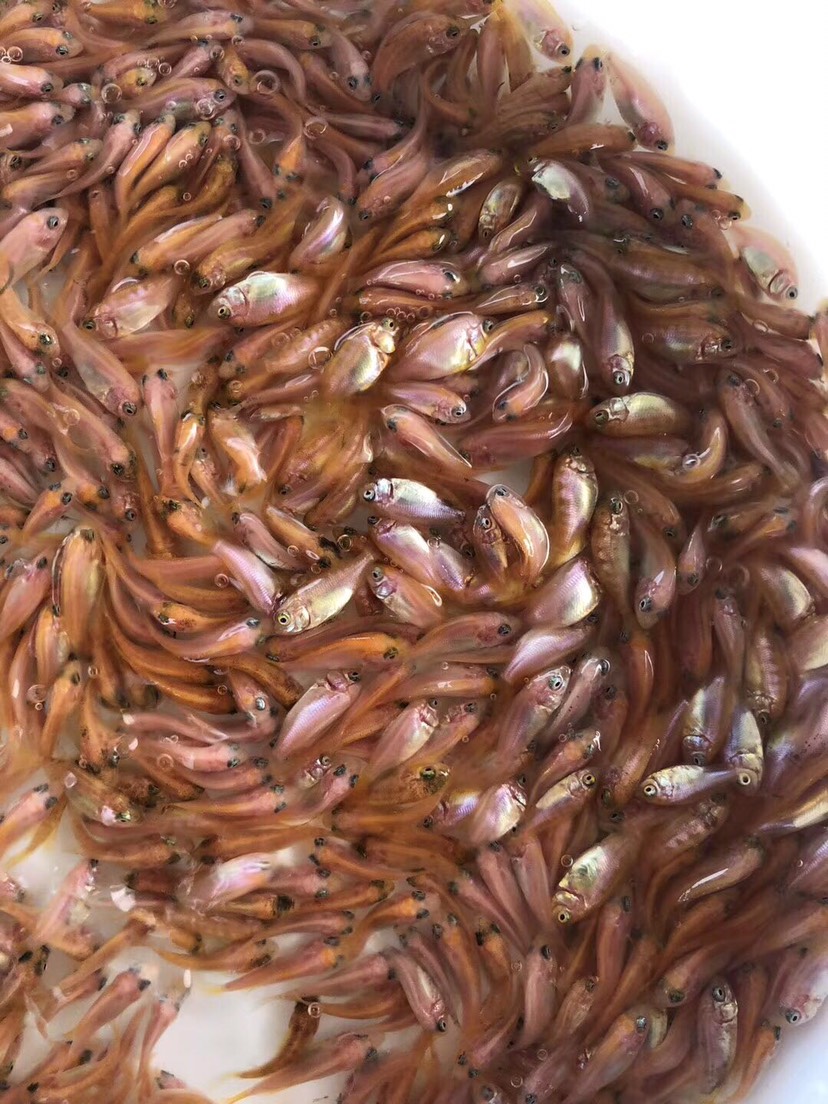 优质红罗非鱼苗 斑纹红鱼苗 彩虹稠鱼 颜色鲜艳 品相更好