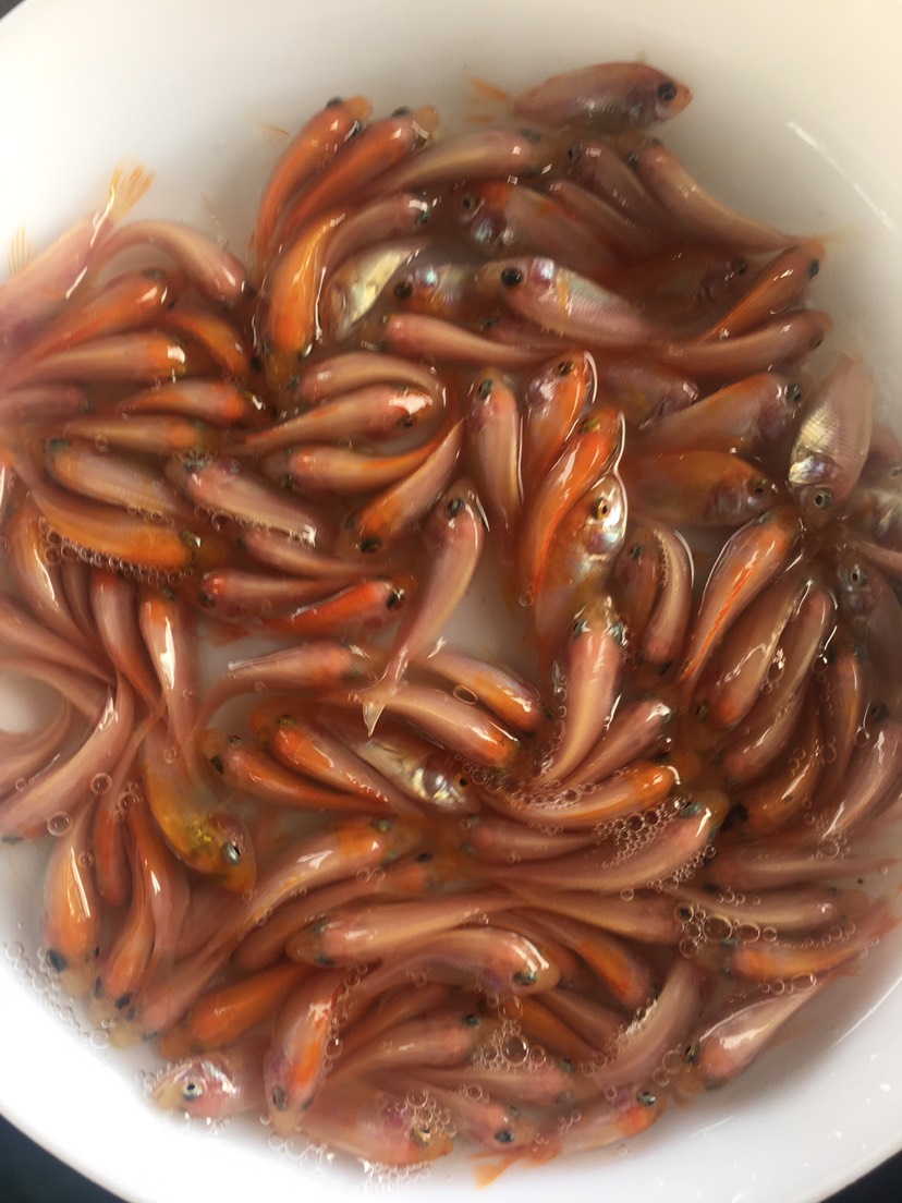 优质红罗非鱼苗 斑纹红鱼苗 彩虹稠鱼 颜色鲜艳 品相更好