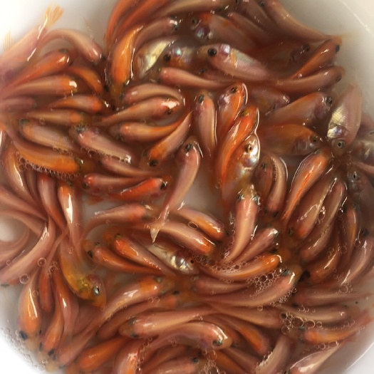 优质红罗非鱼苗 斑纹红鱼苗 彩虹稠鱼 颜色鲜艳 品相更好