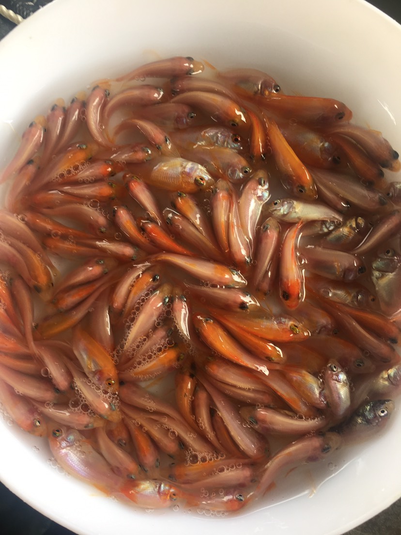 优质红罗非鱼苗 斑纹红鱼苗 彩虹稠鱼 颜色鲜艳 品相更好