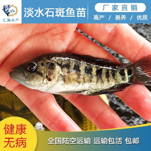 广州石斑鱼苗 淡水石斑鱼苗 小溪石斑鱼苗 汇海水产渔场大量批发