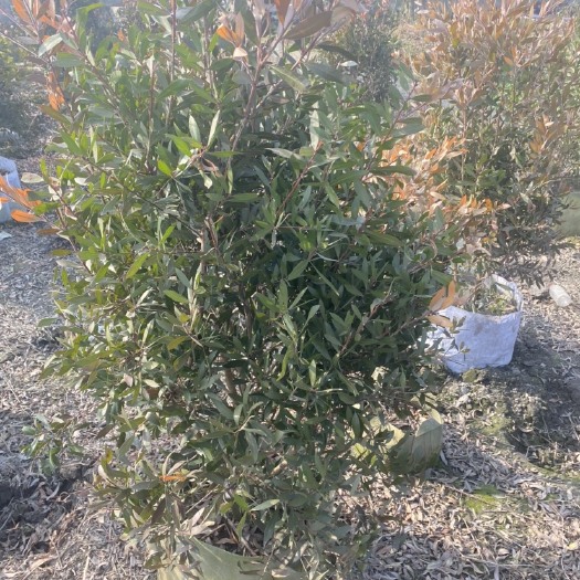 成都 美花红千层，红千层袋苗，红千层基地