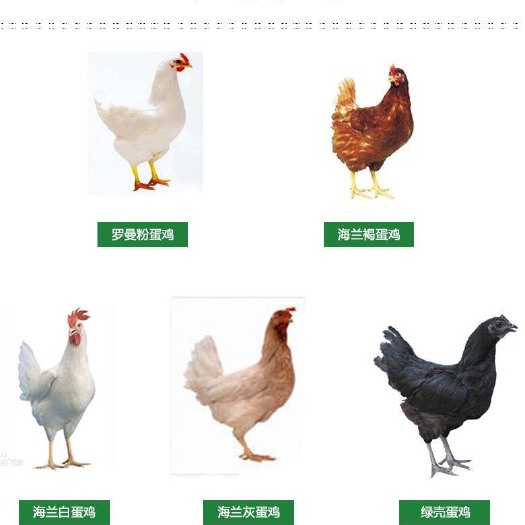 广州鸡苗 海兰灰蛋鸡苗 产蛋王 年产蛋280-300枚