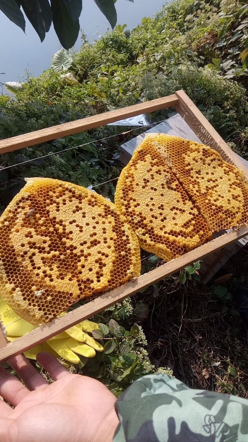 鸭脚木蜂蜜性味归经(鸭脚木蜂蜜是热性还是凉性)