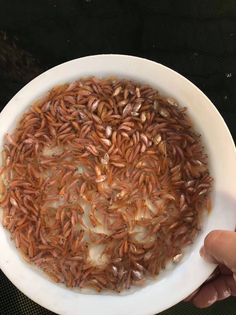 优质红罗非鱼苗 斑纹红鱼苗 彩虹稠鱼 颜色鲜艳 品相更好