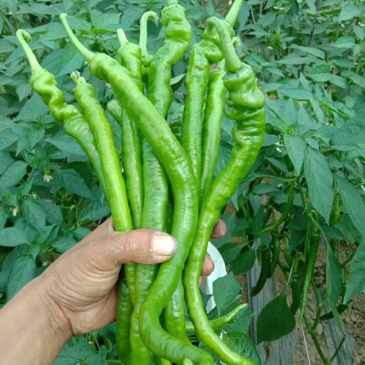 昌宁县线椒 
