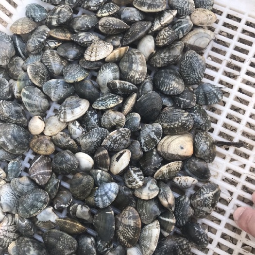 唐山花蚬 常年批发各种规格花蛤，花甲