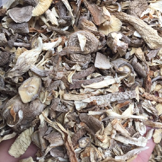 仙游县 鹿茸菇碎
