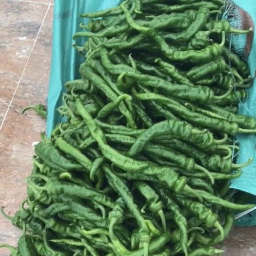昌宁县螺丝椒