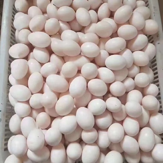 莘县新鲜鸽子蛋