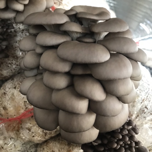 杭州鲜平菇  广温平菇上市