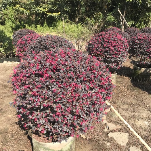 揭阳双面红 红花继木球