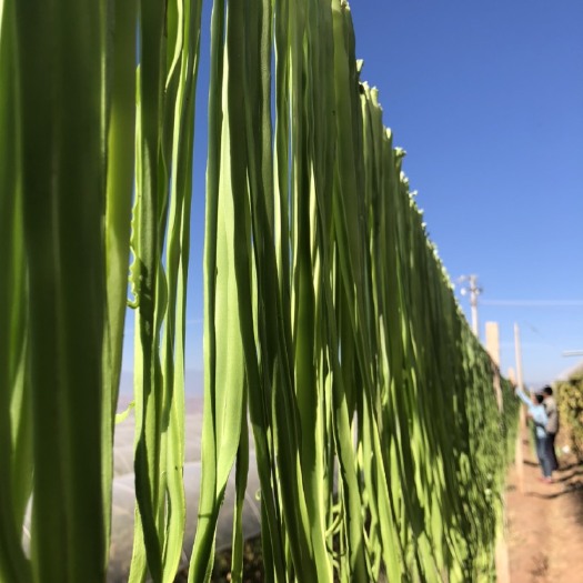 宾川县 云南大理高原贡菜