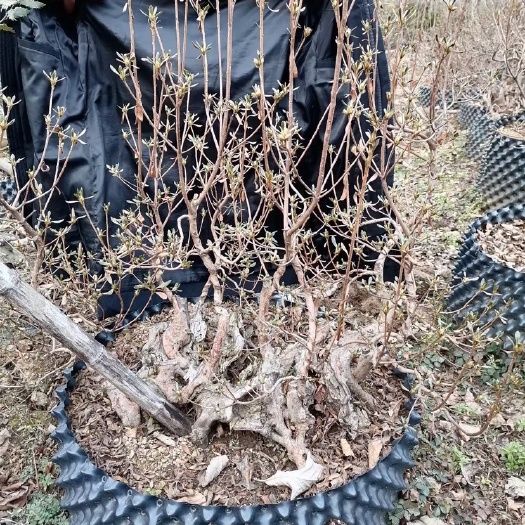 南召县 供应精品映山红老桩