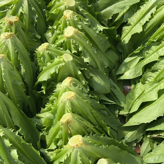 嵩明县 油麦菜