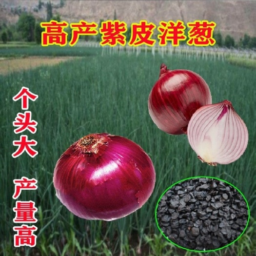紫皮洋葱种子高产红皮黄皮圆洋葱种子四季播早熟特大蔬菜种孑良种