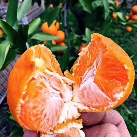 三门县蜜柑  蜜橘 不泡药 ，不打蜡 树上现摘现发