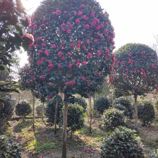 高县山茶花 棒棒糖型茶花，高杆茶花，1.5米分支，米径8公分