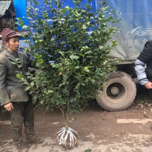 高县茶花树 地径3公分茶花，高度1.5米以上，冠幅80公分以上，土球完好