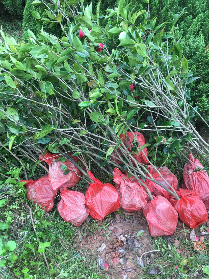 山茶花 赤丹红茶花 当年开花