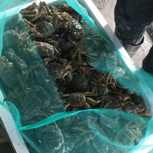 无为市无为大闸蟹 大闸蟹