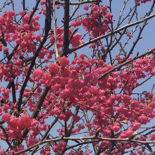 福建山樱花 现场起苗基地直供樱花苗