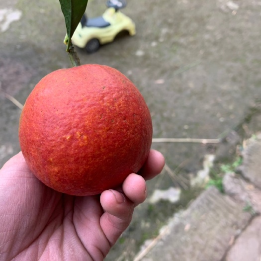 塔罗科血橙 血桔 地头通货