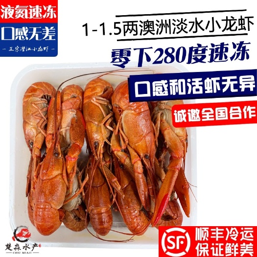 潜江市澳洲龙虾  液氮速冻清水澳龙淡水小龙虾蓝龙虾红螯螯虾鲜活冰冻冷冻原味冻品
