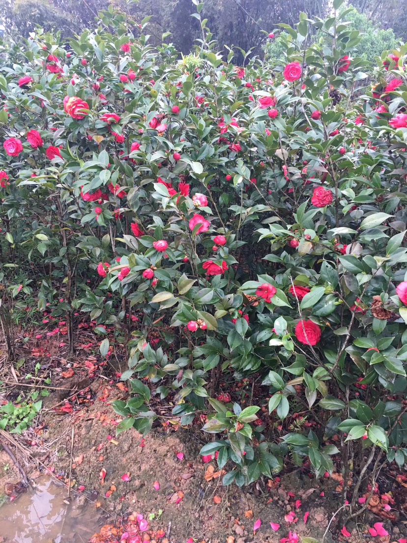 山茶花 赤丹红茶花 当年开花